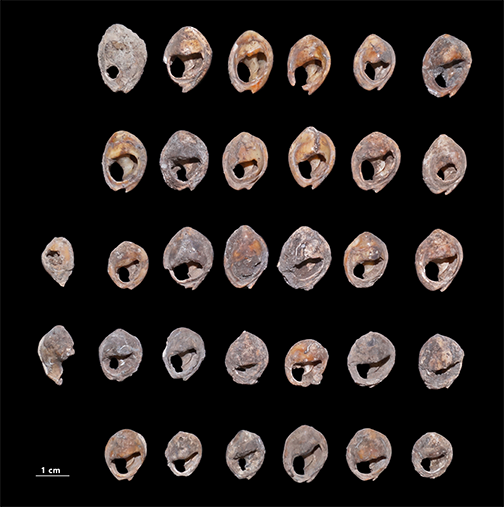 Bizmoune Cave shell beads, Essaouira (Morocco)