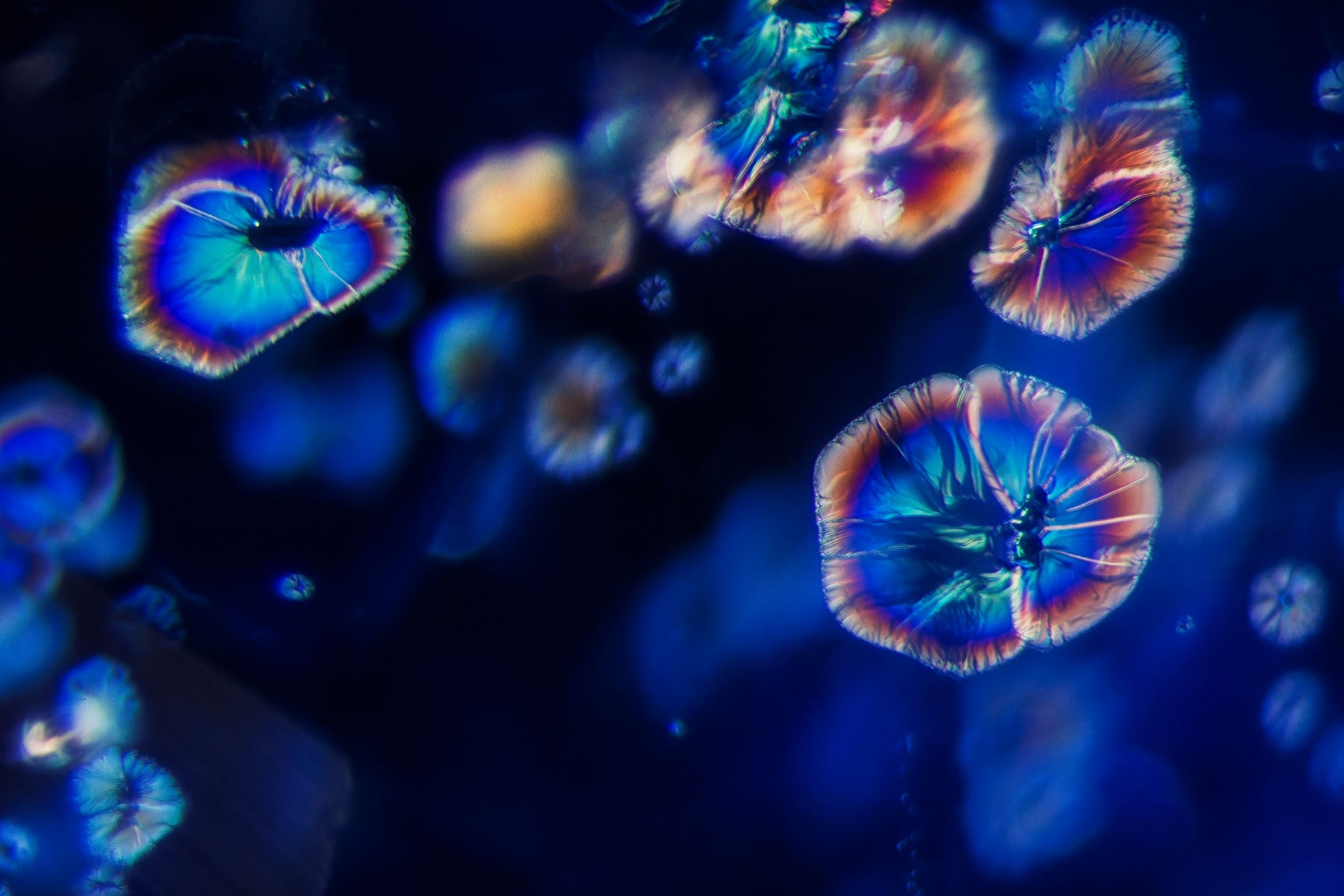 'Blue Bell Blossoms' - sapphire (c) E. Billie Hughes - Lotus Gemology