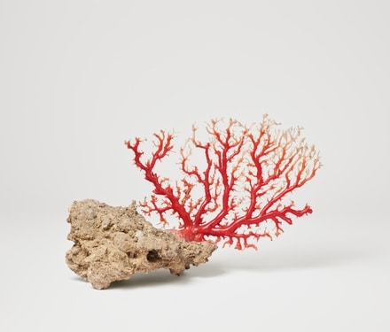Polished Coral Branch, ChiiLih Coral Museum