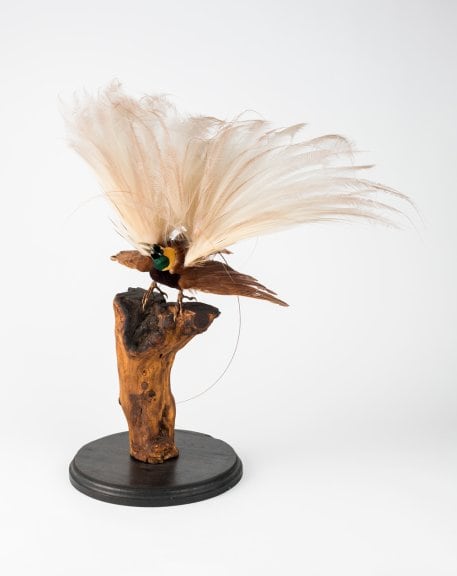 Greater Bird of Paradise (Paradisaea apoda)