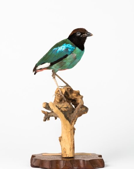 Hooded Pitta (Pitta soedida)
