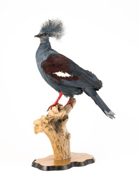 Crowned Pigeon (Goura cristata)