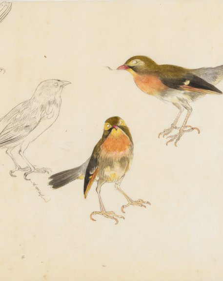 Kawabe Kakyo, Sketch of Birds