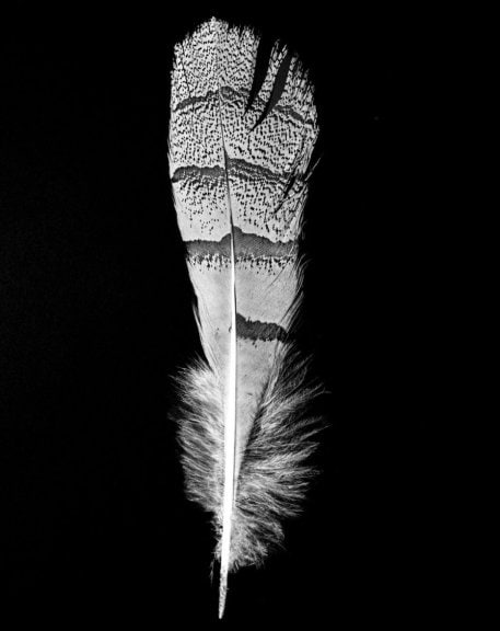 Faisal Alrais Houbara Bustard Feather, 2025 Courtesy of Faisal Alrais