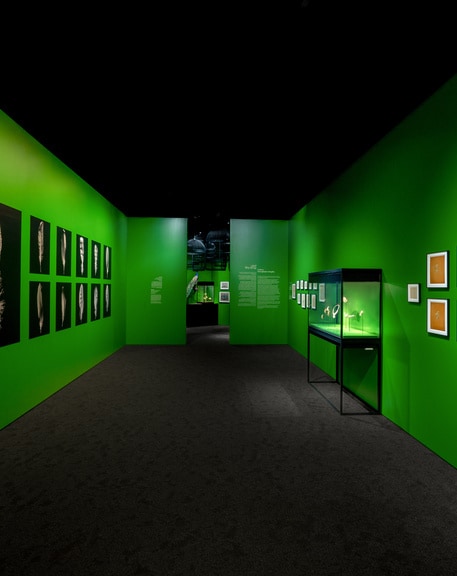 “Poetry of Birds”