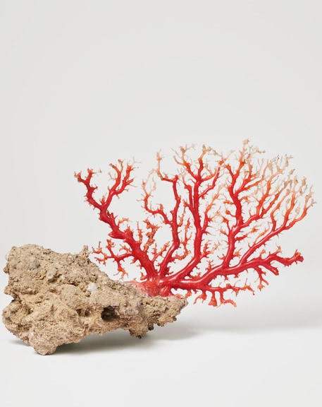 Polished Coral Branch, ChiiLih Coral Museum