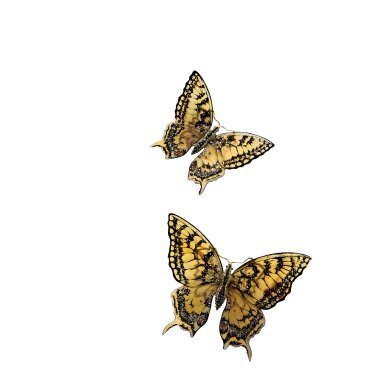 Vestigia Naturae - Papilio Machaon - ©Benoît Peverelli.jpg