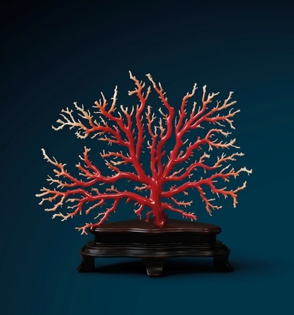 Precious red coral
