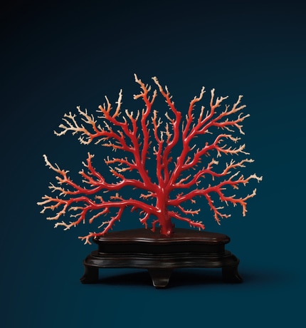 Podcast Coral