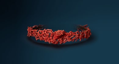 Precious Coral, from Curiosity to Treasures