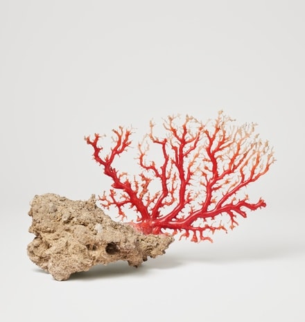 Polished Coral Branch, ChiiLih Coral Museum