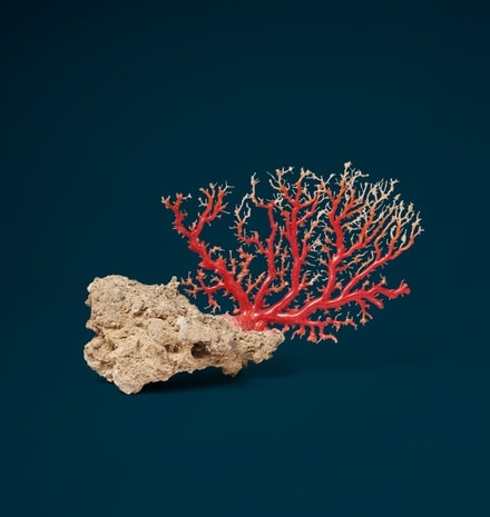 Polished Coral Branch, Chii Lih Coral museum