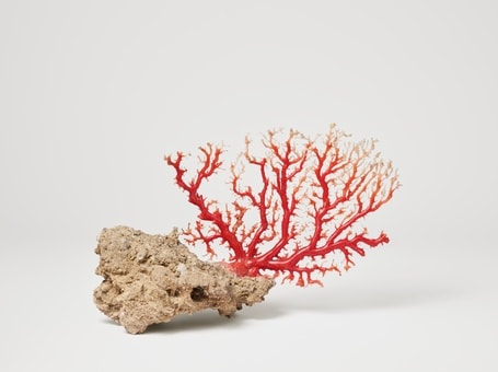 Polished Coral Branch, ChiiLih Coral Museum